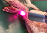 Lasertherapie zur Wundheilung am Hund, Verletzung