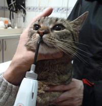 Laser therapy mucositis, laser accessories, laser acupuncture veterinary
